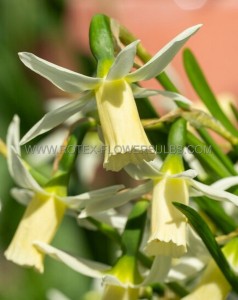 NARCISSUS BOTANICAL ‘SNIPE‘ 8/10 CM. (100 LOOSE P.BINBOX)