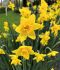 NARCISSUS BOTANICAL SWEETNESS 1214 CM. 400 LOOSE P.CARTON