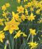 NARCISSUS BOTANICAL SWEETNESS 1214 CM. 400 LOOSE P.CARTON