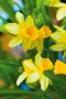 NARCISSUS BOTANICAL ‘TETE A TETE‘ 12/+ CM. (500 LOOSE P.PLASTIC CRATE)