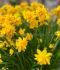 NARCISSUS BOTANICAL TETE BOUCLE 12 CM. 15 QUALITY PKGS.X 5