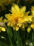 NARCISSUS BOTANICAL ‘TETE BOUCLE‘ 12/+ CM. (15 QUALITY PKGS.X 5)