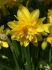 NARCISSUS BOTANICAL TETE BOUCLE 12 CM. 15 QUALITY PKGS.X 5