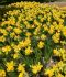 NARCISSUS BOTANICAL TETE BOUCLE 12 CM. 15 QUALITY PKGS.X 5