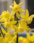 NARCISSUS BOTANICAL ‘YELLOW OCEAN‘ 10/12 CM. (15 QUALITY PKGS.X 5)