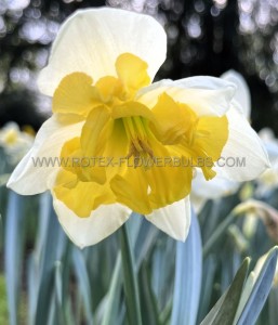 NARCISSUS BUTTERFLY ‘CHANGING COLORS‘ 14-16 (50 LOOSE P.BINBOX)