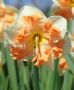 NARCISSUS BUTTERFLY ‘SUNNY GIRLFRIEND‘ 12-14 (10 QUALITY PKGS.X 5)