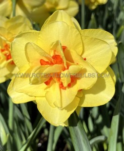 NARCISSUS DOUBLE ‘TAHITI‘ 12-14 (10 QUALITY PKGS.X 5)