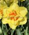 NARCISSUS DOUBLE TAHITI 12-14 10 QUALITY PKGS.X 5