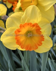 NARCISSUS LARGE CUPPED ‘BRIGHT CORSAGE‘ 12-14 (10 QUALITY PKGS.X 5)