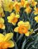 NARCISSUS LARGE CUPPED BRIGHT CORSAGE 12-14 10 QUALITY PKGS.X 5