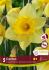 NARCISSUS LARGE CUPPED CARLTON 12-14 10 QUALITY PKGS.X 5