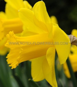 NARCISSUS LARGE CUPPED ‘CARLTON‘ 14-16 (50 LOOSE P.BINBOX)