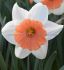 NARCISSUS LARGE CUPPED CHROMACOLOR 12-14 10 QUALITY PKGS.X 5