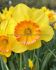 NARCISSUS LARGE CUPPED LOVE DAY 12-14 10 QUALITY PKGS.X 5