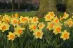 NARCISSUS LARGE CUPPED LOVE DAY 12-14 10 QUALITY PKGS.X 5