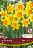 NARCISSUS LARGE CUPPED LOVE DAY 12-14 10 QUALITY PKGS.X 5