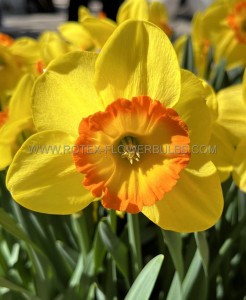 NARCISSUS LARGE CUPPED ‘LOVE DAY‘ 12-14 (10 QUALITY PKGS.X 5)