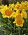 NARCISSUS LARGE CUPPED LOVE DAY 12-14 10 QUALITY PKGS.X 5