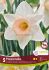 NARCISSUS LARGE CUPPED PASSIONALE 12-14 10 QUALITY PKGS.X 5