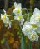 NARCISSUS POETAZ CHEERFULNESS 14-16 10 QUALITY PKGS.X 5