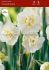 NARCISSUS POETAZ CHEERFULNESS 14-16 10 QUALITY PKGS.X 5