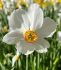 NARCISSUS POETAZ RECURVUS PHEASANTS EYE 12-14 10 QUALITY PKGS.X 5