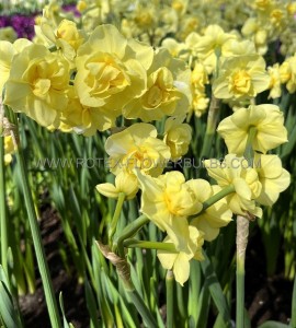 NARCISSUS POETAZ ‘YELLOW CHEERFULNESS‘ 12-14 (10 QUALITY PKGS.X 5)