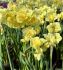 NARCISSUS POETAZ YELLOW CHEERFULNESS 12-14 10 QUALITY PKGS.X 5