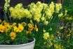 NARCISSUS POETAZ YELLOW CHEERFULNESS 14-16 200 LOOSE P.PLASTIC CRATE