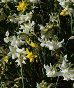 NARCISSUS TRIANDRUS ‘SENSATION MIX‘ 14/16 CM. (50 P.BINBOX)