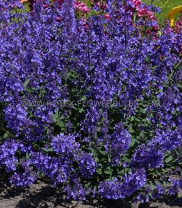 NEPETA (CATMINT) FAASSENII ‘JUNIOR WALKER‘ I (25 P.BAG)