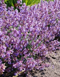 NEPETA (CATMINT) FAASSENII ‘KITTEN AROUND‘ I (25 P.BAG)