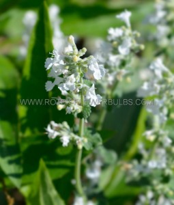 NEPETA (CATMINT) FAASSENII ‘SNOWFLAKE‘ I (25 P.BAG)