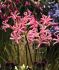 NERINE GUERNSEY LILY BOWDENII 1214 CM. 25 P.BAG