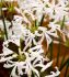 NERINE GUERNSEY LILY BOWDENII ALBA 1214 CM. 25 P.BAG