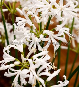 NERINE (GUERNSEY LILY) BOWDENII ‘ALBA‘ 12/14 CM. (25 P.BAG)