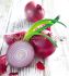 ONION RED KARMEN NO.1 - ON150 32LBS. P.BUSHEL