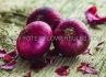 ONION RED KARMEN NO.1 - ON7631 20 PKGS.X 80