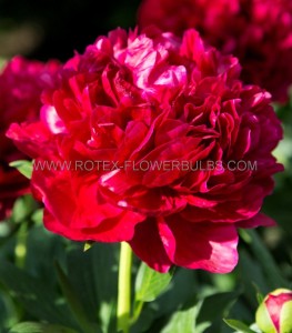 PAEONIA (PEONY) HYBRID DOUBLE ‘HENRY BOCKSTOCE‘ 2/3 EYE (5 P.BAG)