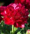 PAEONIA PEONY HYBRID DOUBLE HENRY BOCKSTOCE 23 EYE 5 P.BAG