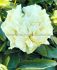 PAEONIA PEONY HYBRID DOUBLE SUNNY GIRL 23 EYE 5 P.BAG