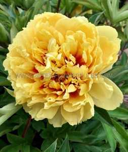 PAEONIA (PEONY) ITOH DOUBLE ‘SONOMA YEDO‘ 2/3 EYE (5 P.BAG)