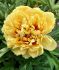 PAEONIA PEONY ITOH DOUBLE SONOMA YEDO 23 EYE 5 P.BAG