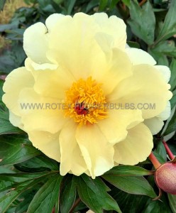 PAEONIA (PEONY) ITOH SEMI DOUBLE ‘AMY JO‘ 2/3 EYE (5 P.BAG)