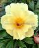 PAEONIA PEONY ITOH SEMI DOUBLE AMY JO 23 EYE 5 P.BAG