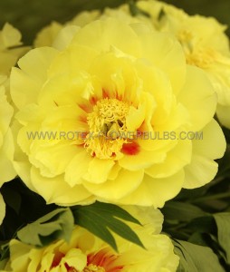 PAEONIA (PEONY) ITOH SEMI DOUBLE ‘BARTZELLA‘ 2/3 EYE (5 P.BAG)