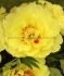 PAEONIA PEONY ITOH SEMI DOUBLE BARTZELLA 23 EYE 5 P.BAG