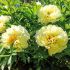 PAEONIA PEONY ITOH SEMI DOUBLE BARTZELLA 23 EYE 5 P.BAG