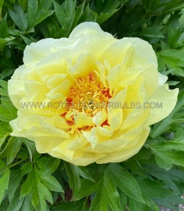 PAEONIA (PEONY) ITOH SEMI DOUBLE ‘BORDER CHARM‘ 2/3 EYE (5 P.BAG)